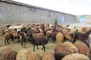 کاهش 25درصدی کانون بیماری های دامی در بهار سالجاری